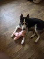 Gregory, a male Siberian Husky for sale in Cosby, TN – Photo 7 of 7