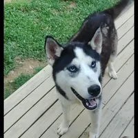 Shasta, a male Siberian Husky for sale in Cosby, TN – Photo 1 of 3
