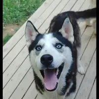 Shasta, a male Siberian Husky for sale in Cosby, TN – Photo 2 of 3