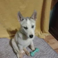 Violet, a female Siberian Husky for sale in Cosby, TN – Photo 1 of 2