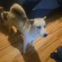 Violet, a female Siberian Husky for sale in Cosby, TN – Photo 2 of 2