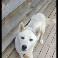 Witty, a male Siberian Husky for sale in Cosby, TN – Photo 1 of 4