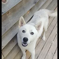 Witty, a male Siberian Husky for sale in Cosby, TN – Photo 2 of 4