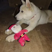 Witty, a male Siberian Husky for sale in Cosby, TN – Photo 3 of 4