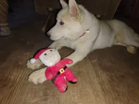 processed/e3aed293-20c0-42b8-b46a-05ae0c9c5033/listing/d58ba62d-1ed0-48ac-99c5-309c6bec7ae5/fe3ed526-9dab-4b52-a58b-0f936783a3e9