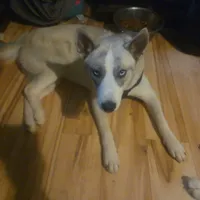 Rachel, a female Siberian Husky for sale in Cosby, TN – Photo 3 of 6