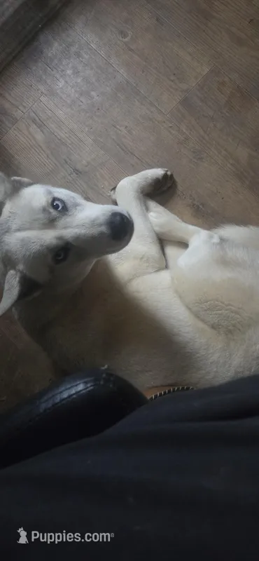 Rachel – Siberian Husky puppy for sale in Cosby, TN