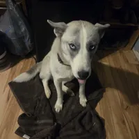 Rachel, a female Siberian Husky for sale in Cosby, TN – Photo 5 of 6