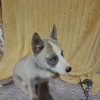 Rachel, a female Siberian Husky for sale in Cosby, TN – Photo 2 of 6