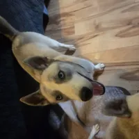 Rachel, a female Siberian Husky for sale in Cosby, TN – Photo 6 of 6