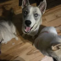 Rachel, a female Siberian Husky for sale in Cosby, TN – Photo 4 of 6