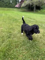Texas, a male Golden Mountain Doodle for sale in Puyallup, WA – 5 of 10