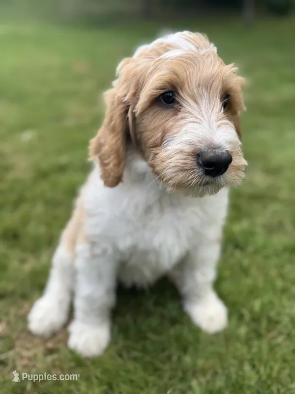 Wrangler – Golden Mountain Doodle puppy for sale in Puyallup, WA