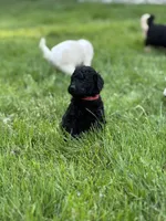 Oakley, a female Golden Mountain Doodle for sale in Puyallup, WA – 2 of 10