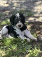 Dixon, a male Golden Mountain Doodle for sale in Puyallup, WA – 4 of 10