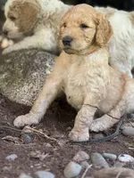 Roper, a male Golden Mountain Doodle for sale in Puyallup, WA – 2 of 10