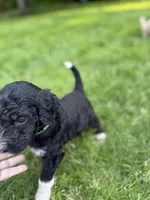 Stetson, a male Golden Mountain Doodle for sale in Puyallup, WA – 3 of 10