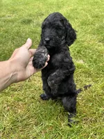 Reba, a female Golden Mountain Doodle for sale in Puyallup, WA – 6 of 10