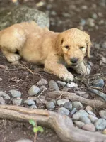 Roper, a male Golden Mountain Doodle for sale in Puyallup, WA – 5 of 10