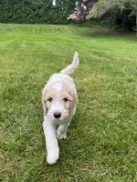 Rip, a male Golden Mountain Doodle for sale in Puyallup, WA – 3 of 8