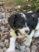 Dixon, a male Golden Mountain Doodle for sale in Puyallup, WA – 2 of 10