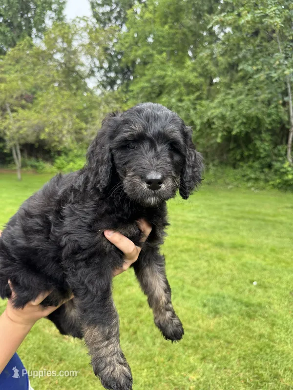 Dakota – Golden Mountain Doodle puppy on hold in Puyallup, WA