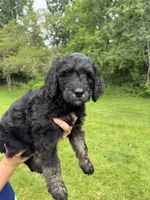 Dakota, a female Golden Mountain Doodle for sale in Puyallup, WA – 1 of 8