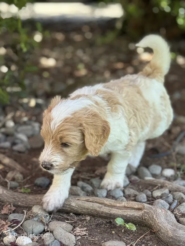 Wrangler – Golden Mountain Doodle puppy on hold in Puyallup, WA