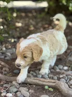 Wrangler, a male Golden Mountain Doodle for sale in Puyallup, WA – 7 of 10