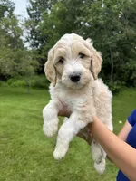 Rip, a male Golden Mountain Doodle for sale in Puyallup, WA – 1 of 8