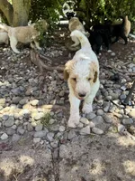 Sadie, a female Golden Mountain Doodle for sale in Puyallup, WA – 6 of 10