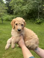Roper, a male Golden Mountain Doodle for sale in Puyallup, WA – 3 of 10