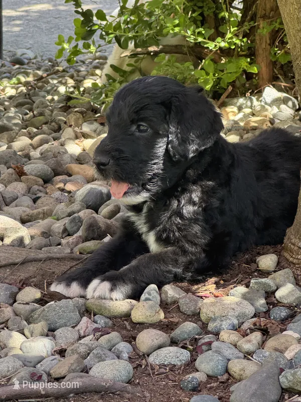 Texas – Golden Mountain Doodle puppy for sale in Puyallup, WA