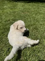 Levi, a male Golden Mountain Doodle for sale in Puyallup, WA – 6 of 10