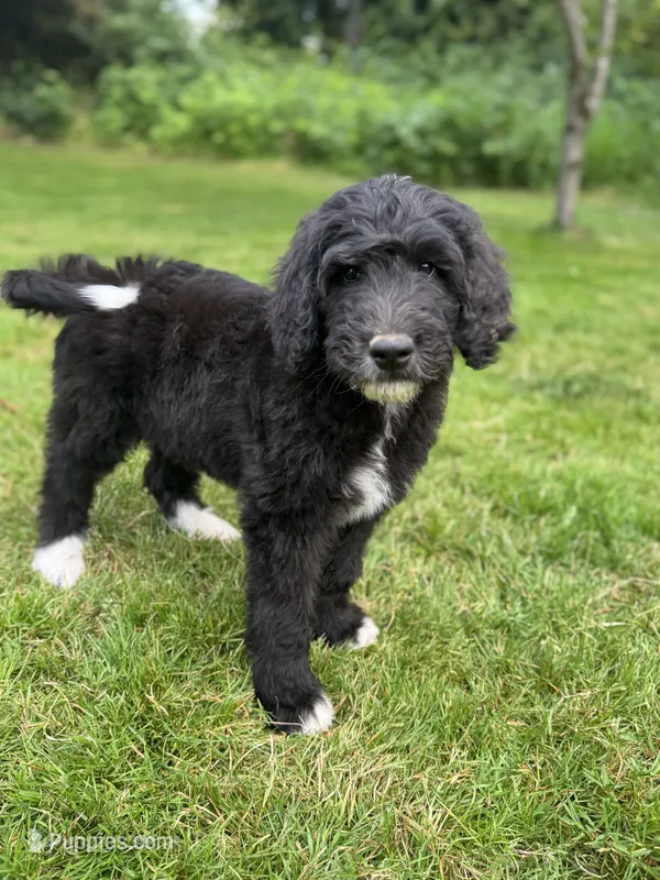 Texas – Golden Mountain Doodle puppy for sale in Puyallup, WA