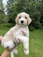 Rip, a male Golden Mountain Doodle for sale in Puyallup, WA – 2 of 8