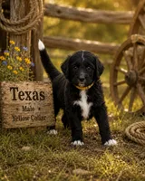 Texas, a male Golden Mountain Doodle for sale in Puyallup, WA – 10 of 10