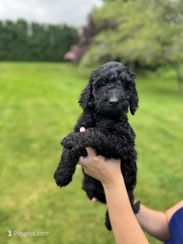 Oakley – Golden Mountain Doodle puppy for sale in Puyallup, WA
