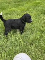 Stetson, a male Golden Mountain Doodle for sale in Puyallup, WA – 7 of 10