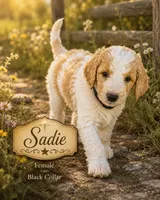 Sadie, a female Golden Mountain Doodle for sale in Puyallup, WA – 10 of 10