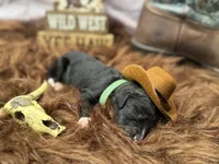 Stetson, a male Golden Mountain Doodle for sale in Puyallup, WA – 8 of 10
