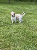 Colt, a male Golden Mountain Doodle for sale in Puyallup, WA – 2 of 10