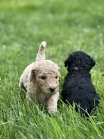 Ella, a female Golden Mountain Doodle for sale in Puyallup, WA – 2 of 10