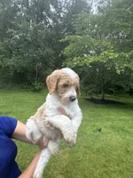 Wrangler, a male Golden Mountain Doodle for sale in Puyallup, WA – 6 of 10