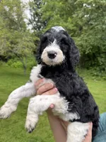 Dixon, a male Golden Mountain Doodle for sale in Puyallup, WA – 5 of 10