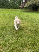 Rip, a male Golden Mountain Doodle for sale in Puyallup, WA – 5 of 8