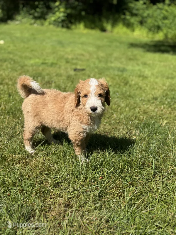 Lainey – Golden Mountain Doodle puppy for sale in Puyallup, WA