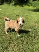 Lainey, a female Golden Mountain Doodle for sale in Puyallup, WA – 3 of 9
