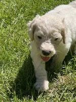 Levi, a male Golden Mountain Doodle for sale in Puyallup, WA – 7 of 10