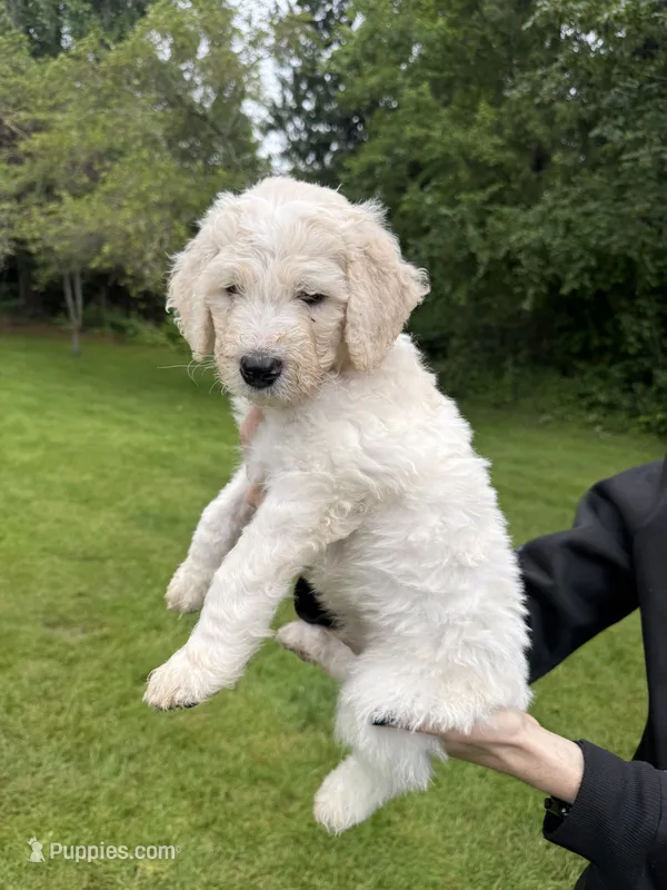 Levi – Golden Mountain Doodle puppy for sale in Puyallup, WA